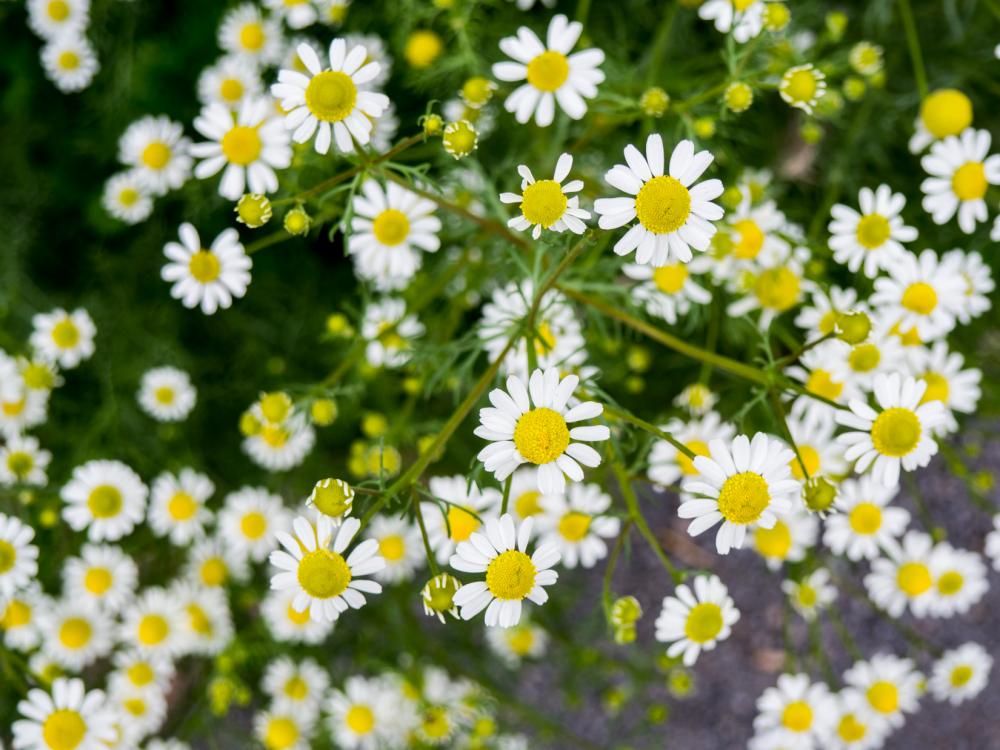 Yellow and White Flowers Yellow and White Flowers