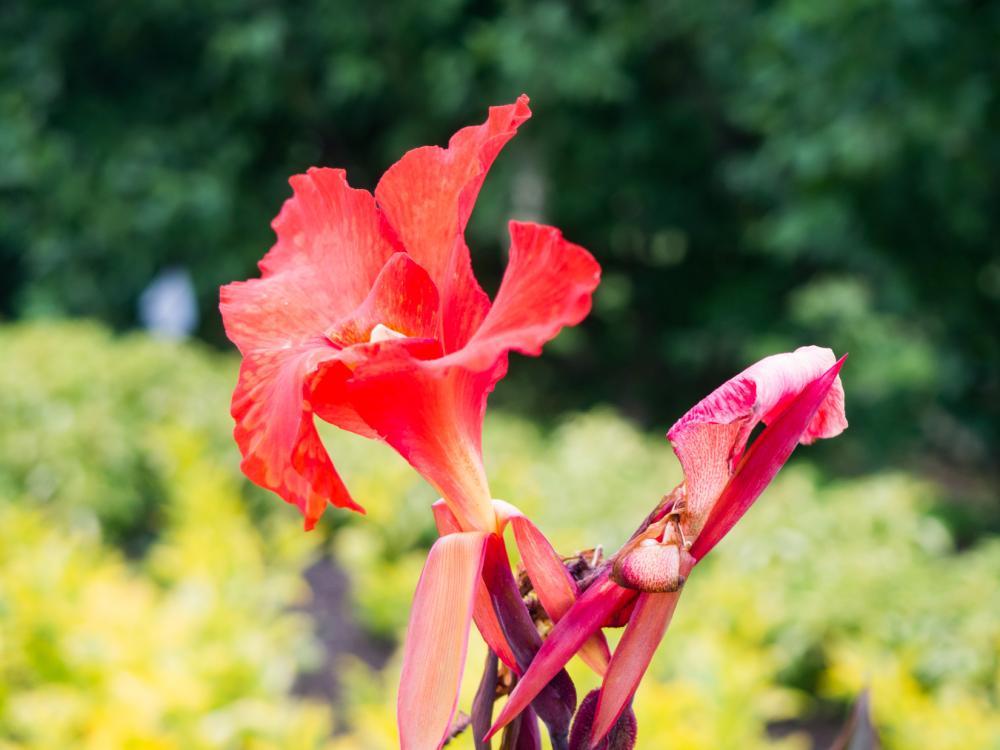 Red Flower in Focus Red Flower in Focus