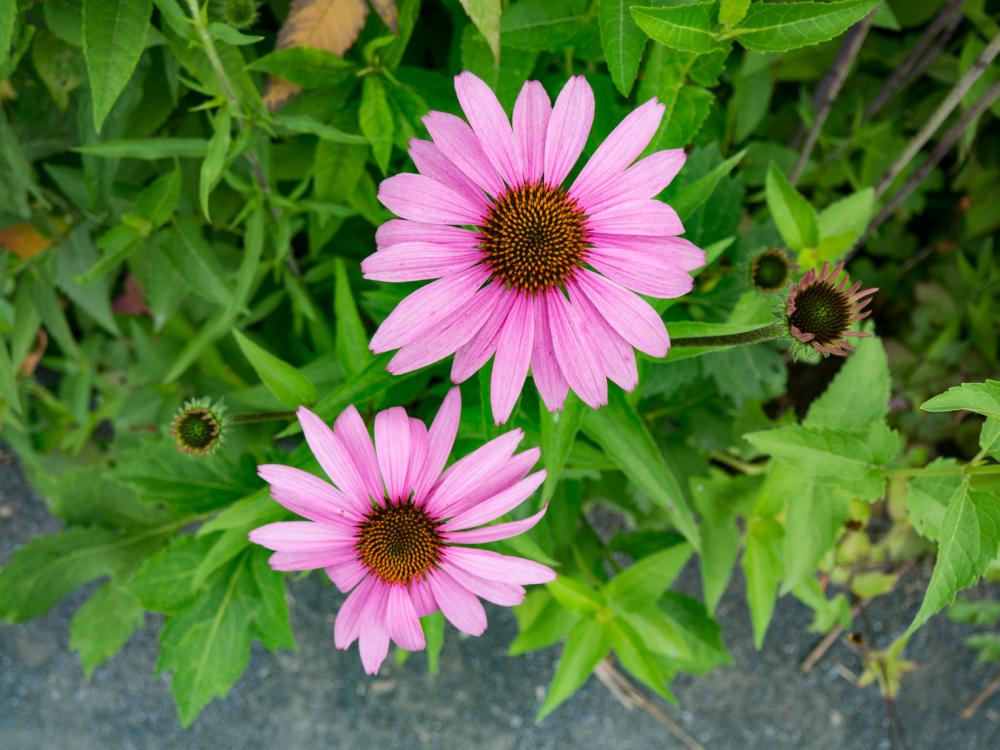 Pink Flowers in Garden Pink Flowers in Garden