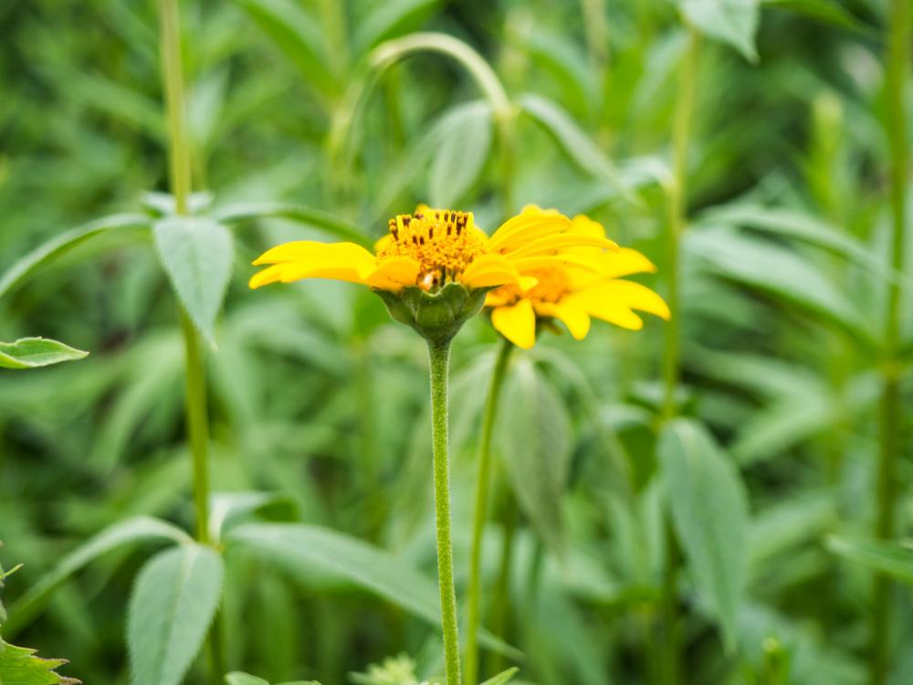 Yellow Flower in Garden Yellow Flower in Garden
