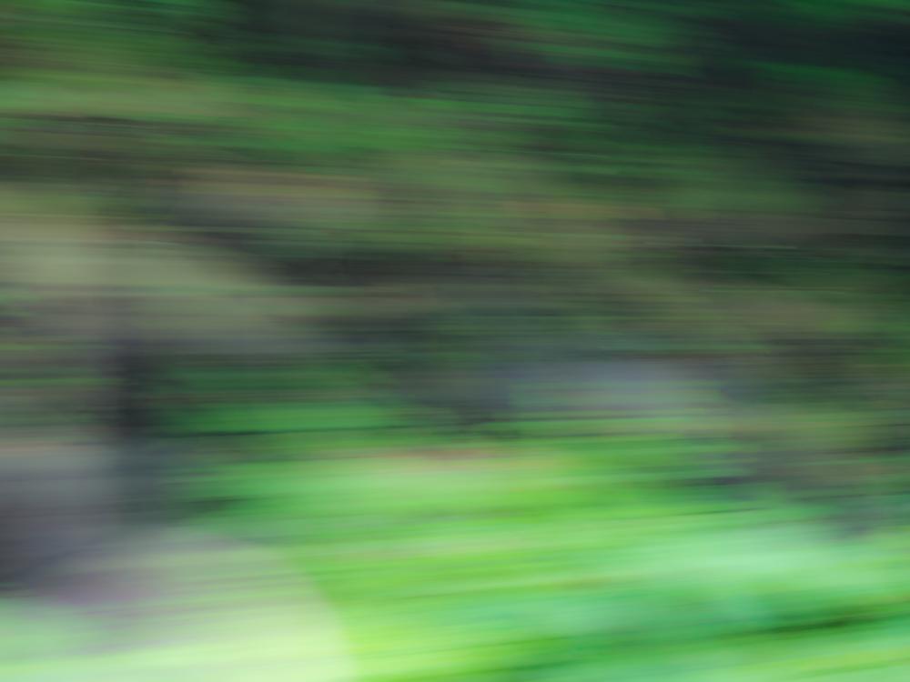 Motion Blur of Trees Motion Blur of Trees