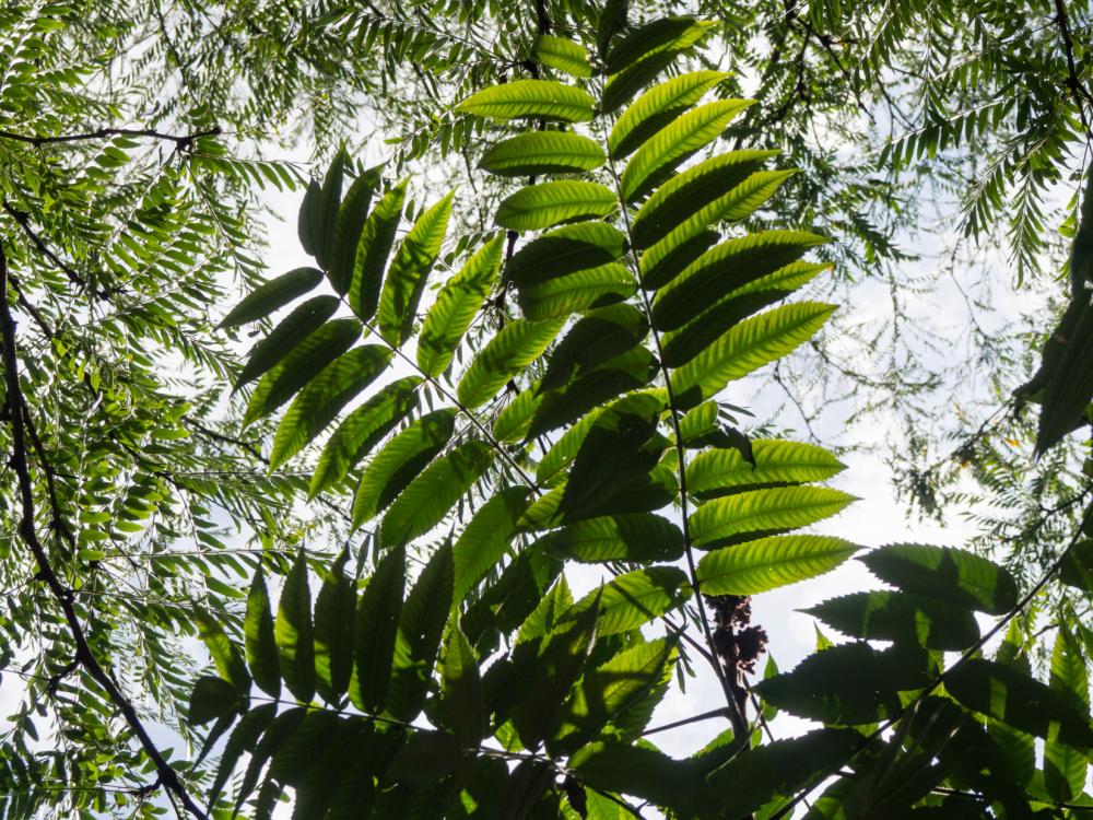 Green Leaves on Tree Branches Green Leaves on Tree Branches