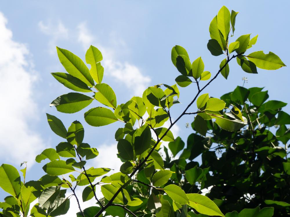 Green Leaves and Blue Sky Green Leaves and Blue Sky