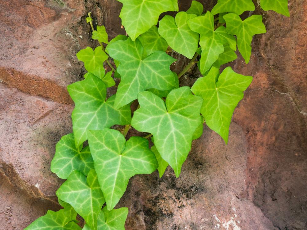 Green Leaves on Rocks Green Leaves on Rocks