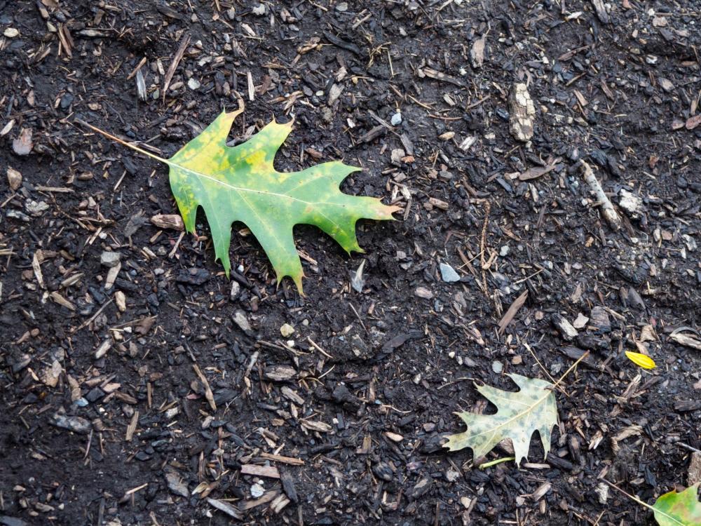 Leaves on Soil Leaves on Soil