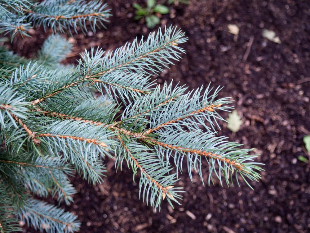Pine Leaf Bush Pine Leaf Bush