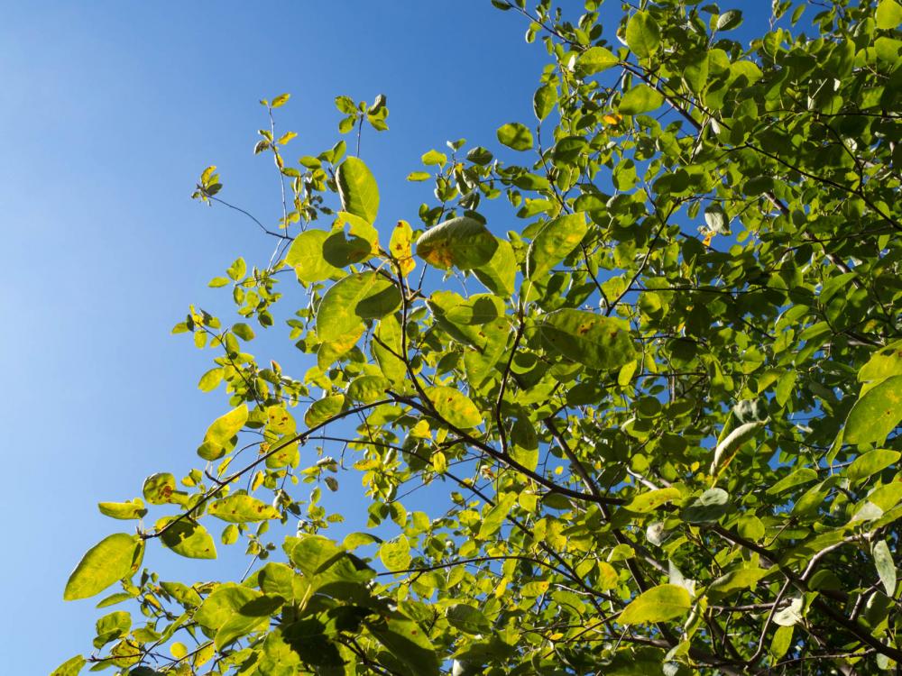 Leaves on Tree Over Blue Sky Leaves on Tree Over Blue Sky