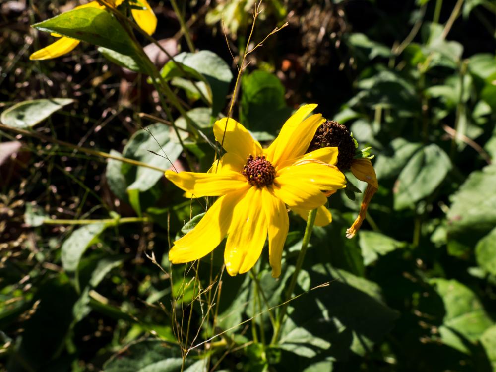 Yellow Flower in Sun and Shadows Yellow Flower in Sun and Shadows