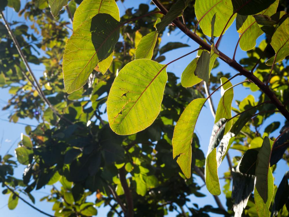 Leaves on Plant Leaves on Plant