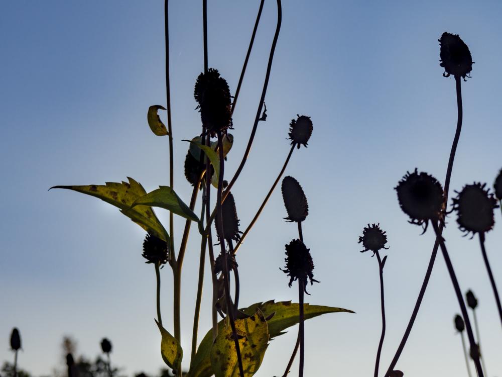 Flowers and Leaves Under Sunset Flowers and Leaves Under Sunset