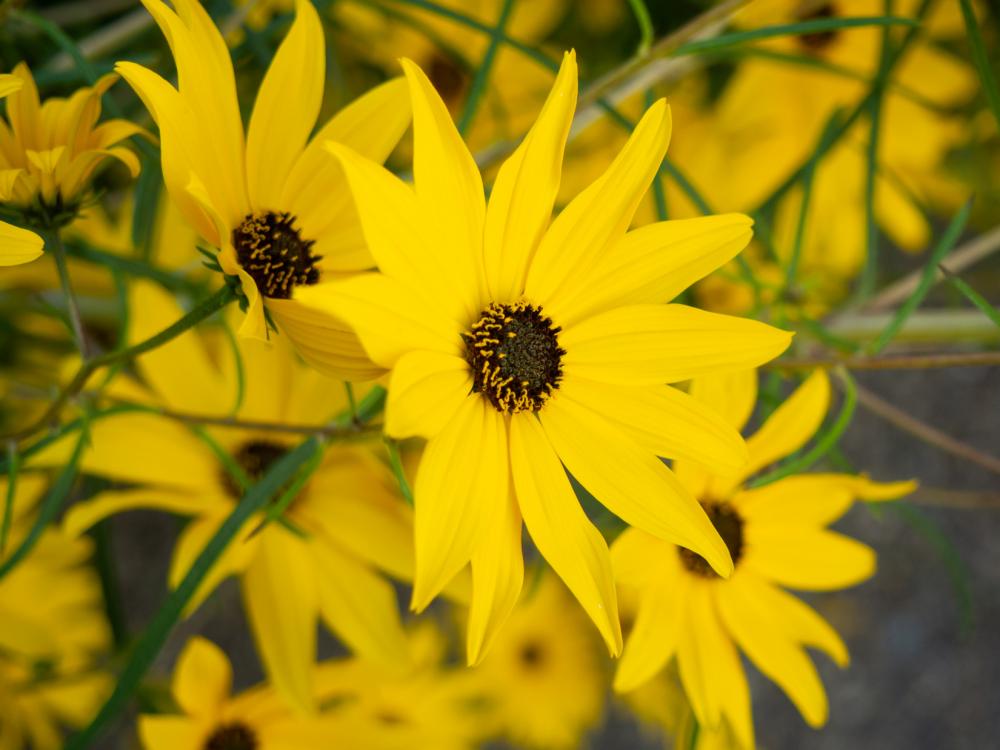 Yellow Flowers Yellow Flowers