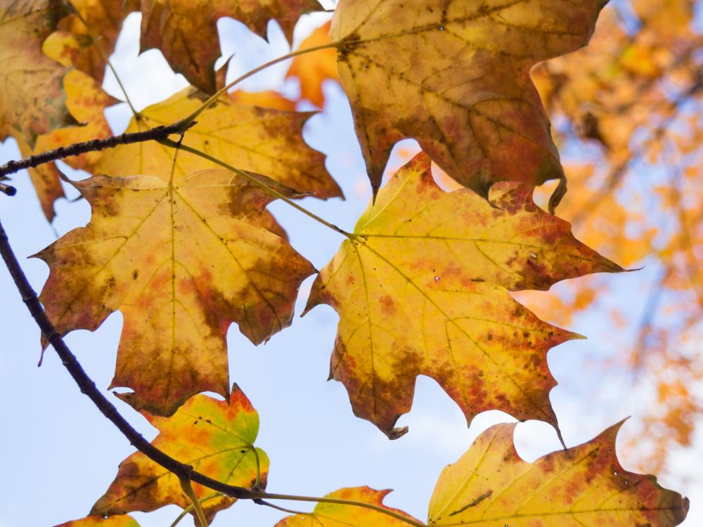 Fall Leaves on Tree Fall Leaves on Tree