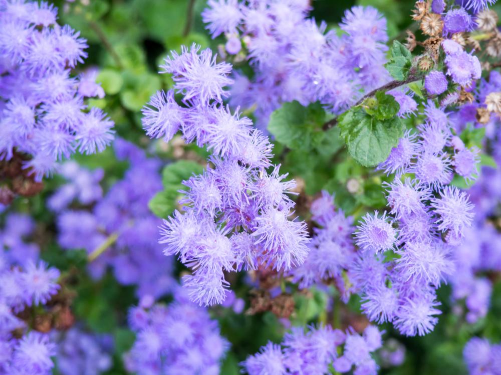 Purple Flowers in Garden Purple Flowers in Garden