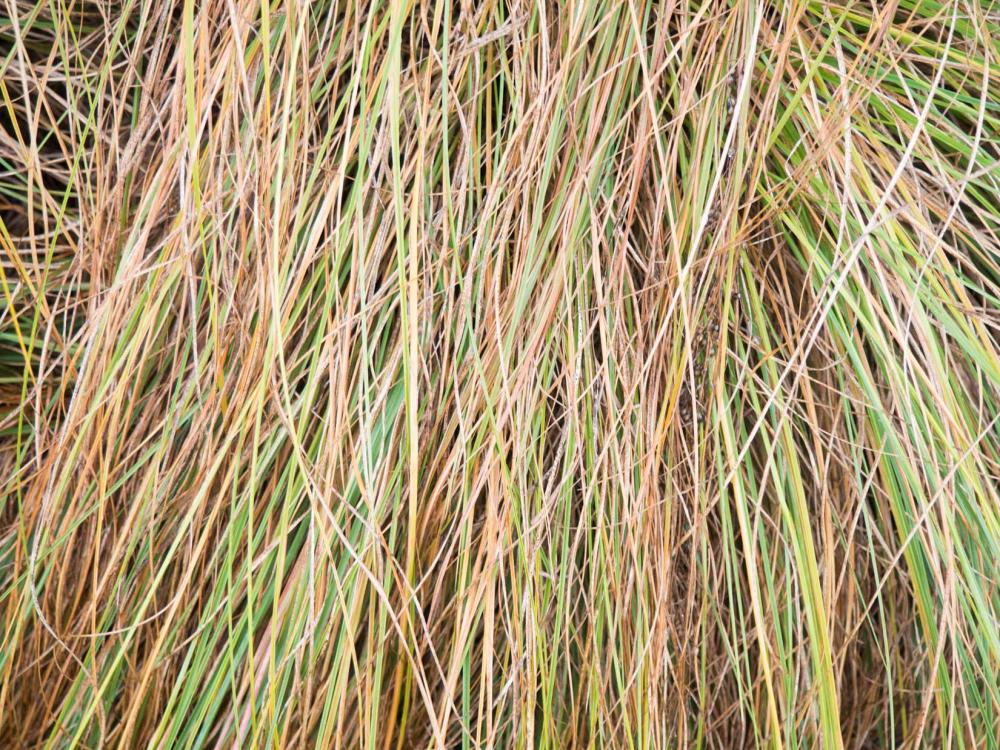 Leaves Texture Leaves Texture