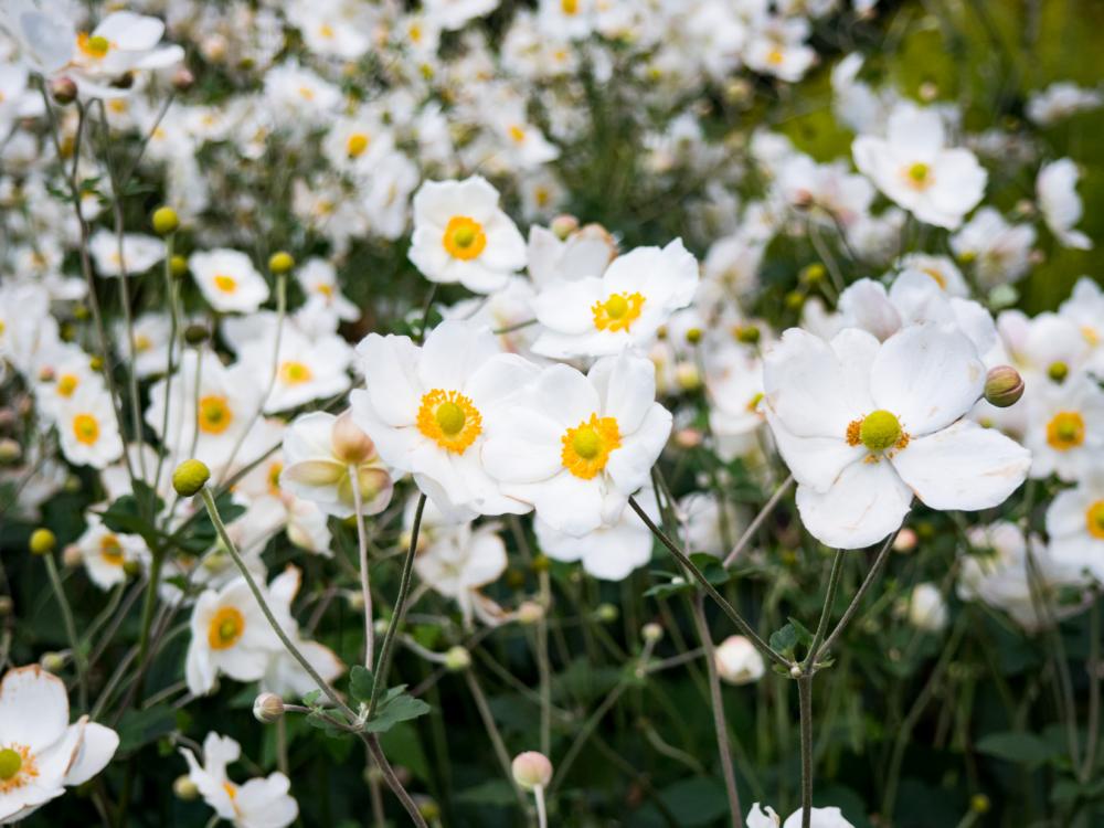 White and Yellow Flowers White and Yellow Flowers