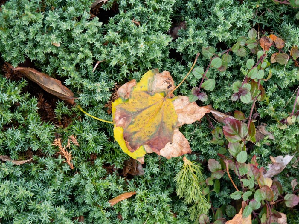 Yellow Leaf Yellow Leaf