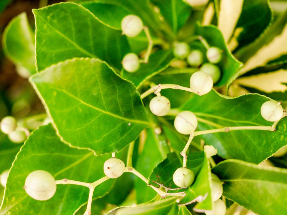 Leaves on Bush Leaves on Bush