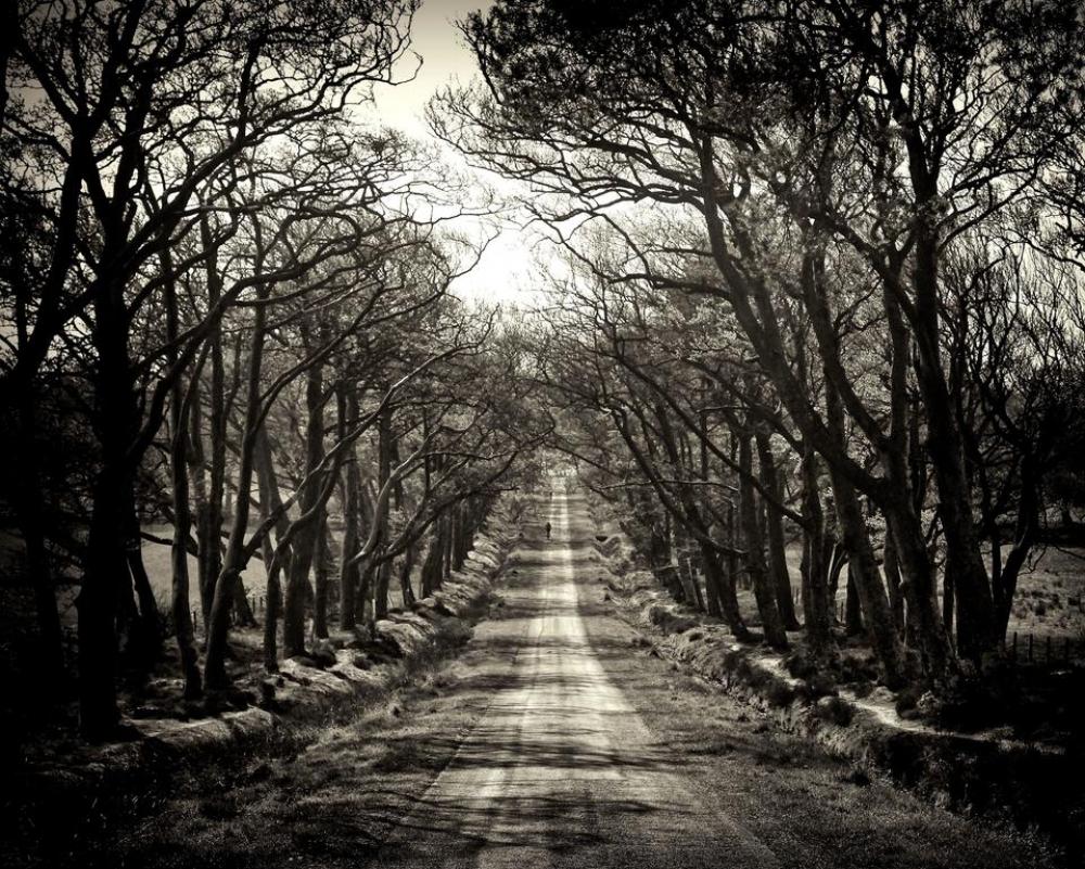 scotland road trees avenue pentland scotland road trees avenue pentland
