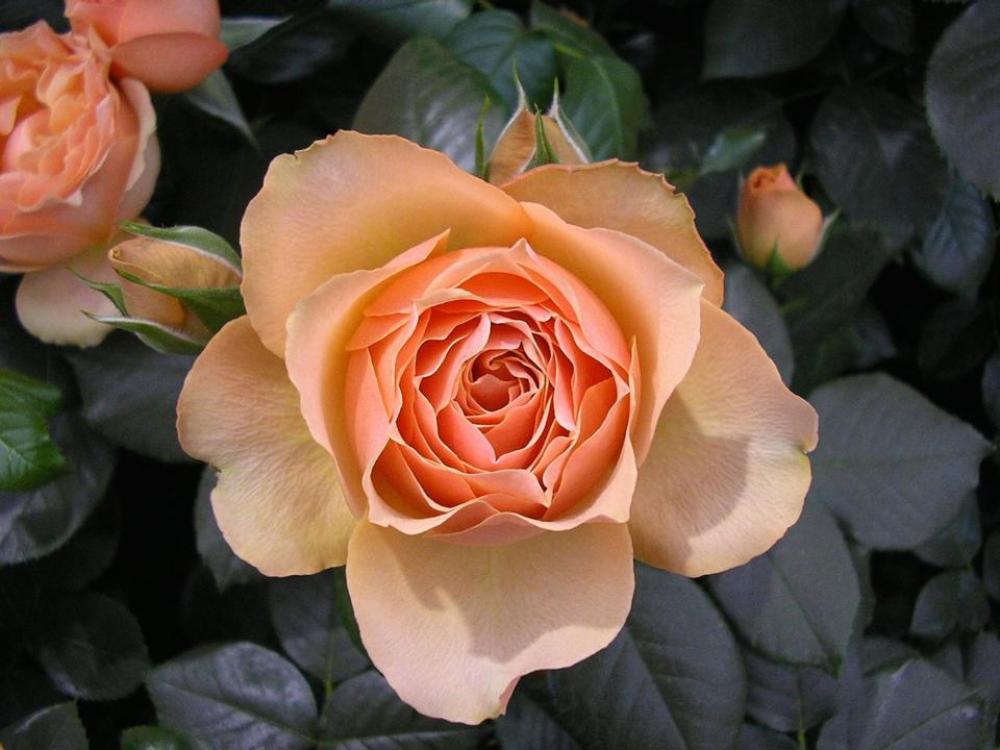 rose peach pink beautiful petals rose peach pink beautiful petals