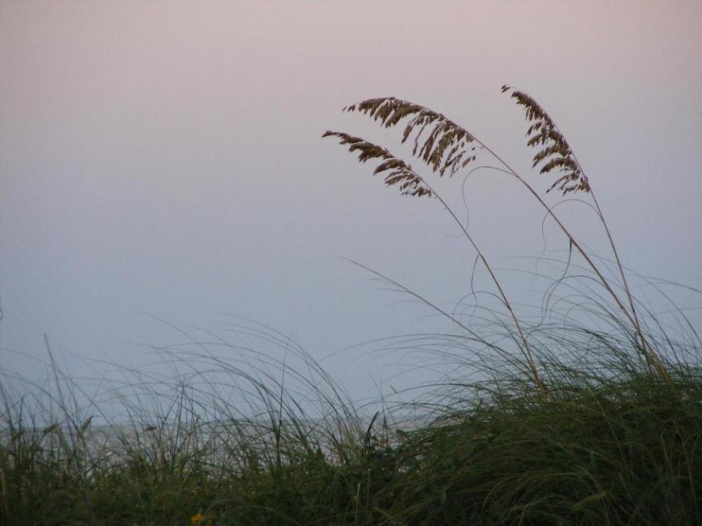 Sea ocean dune sea oats beach Sea ocean dune sea oats beach