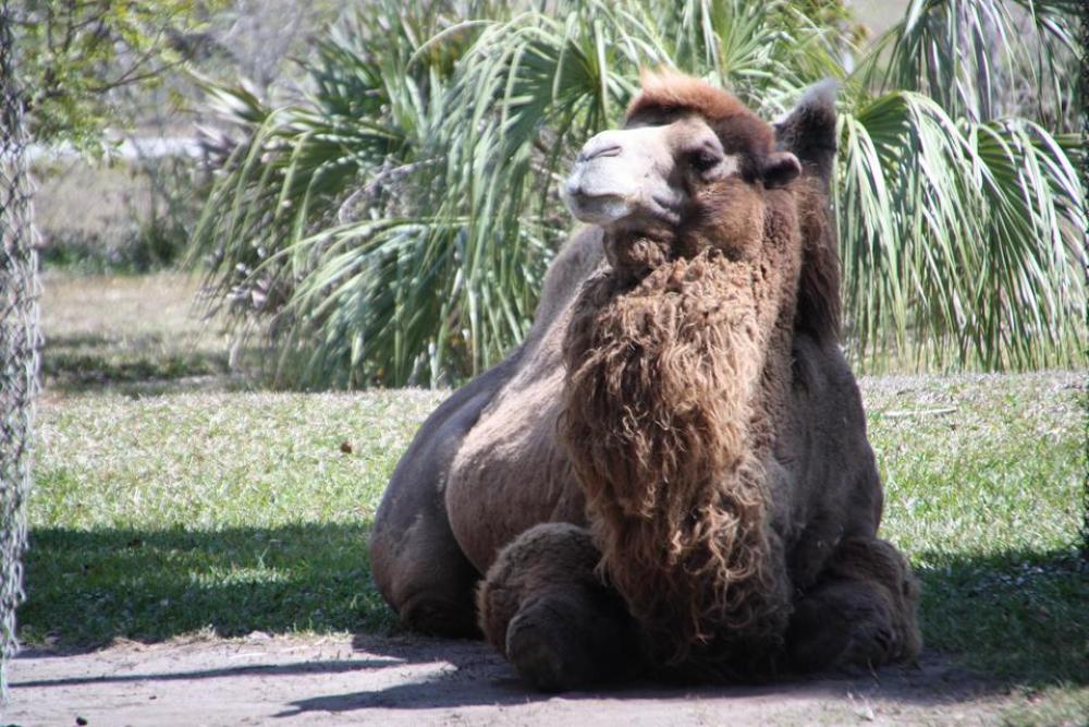 Bactrian Camel Wildlife Animal Africa #animals Bactrian Camel Wildlife Animal Africa #animals