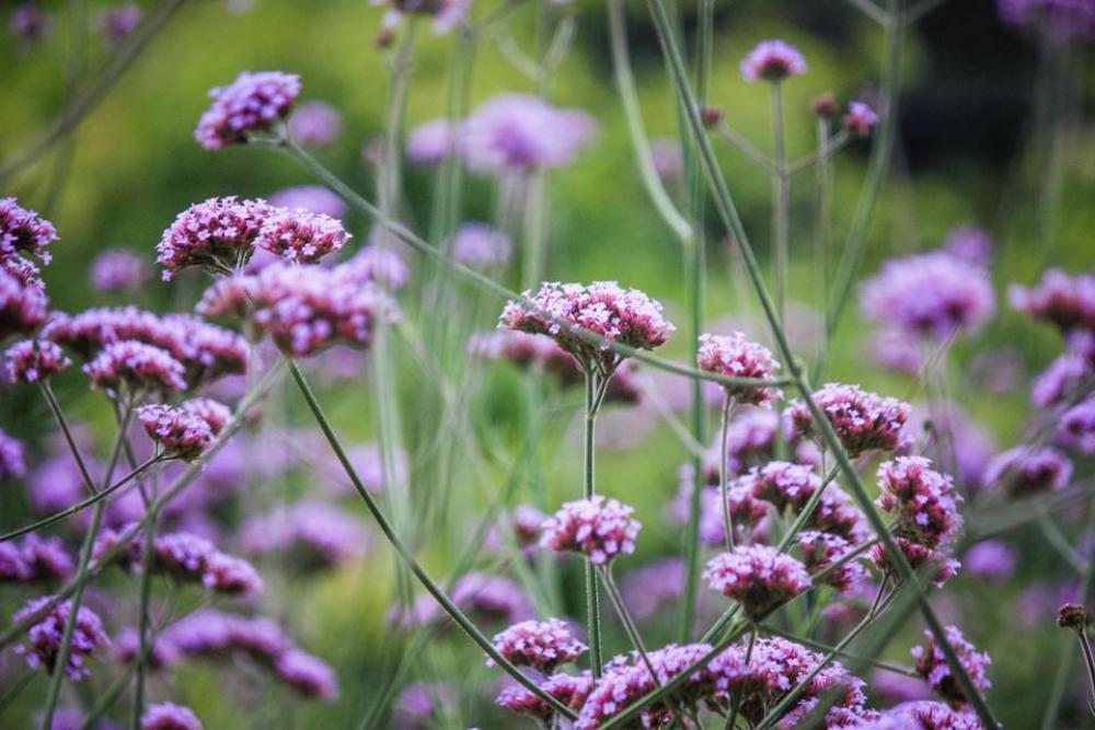 flowers clusters statice purple flowers clusters statice purple