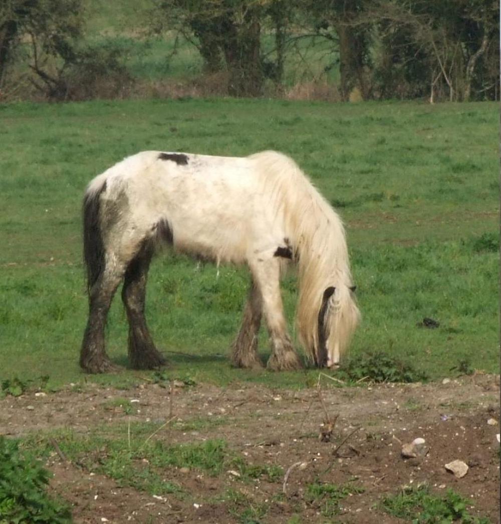 horse meadow field england fujifilm s9600 horse meadow field england fujifilm s9600