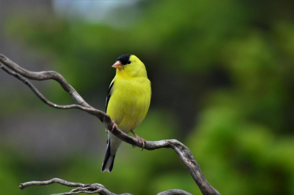 goldfinch bird yellow goldfinch bird yellow