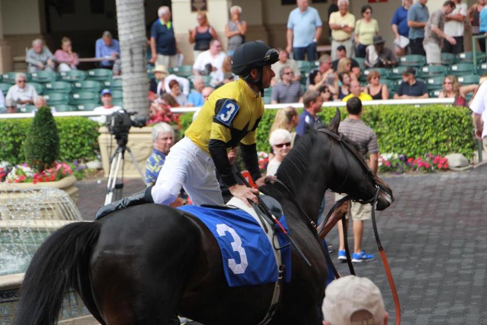 Racehorse trainer walking ring racetrack Jockey Racehorse trainer walking ring racetrack Jockey