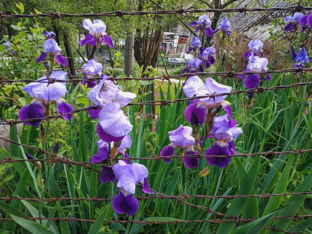 flowers fence garden spring flowers fence garden spring