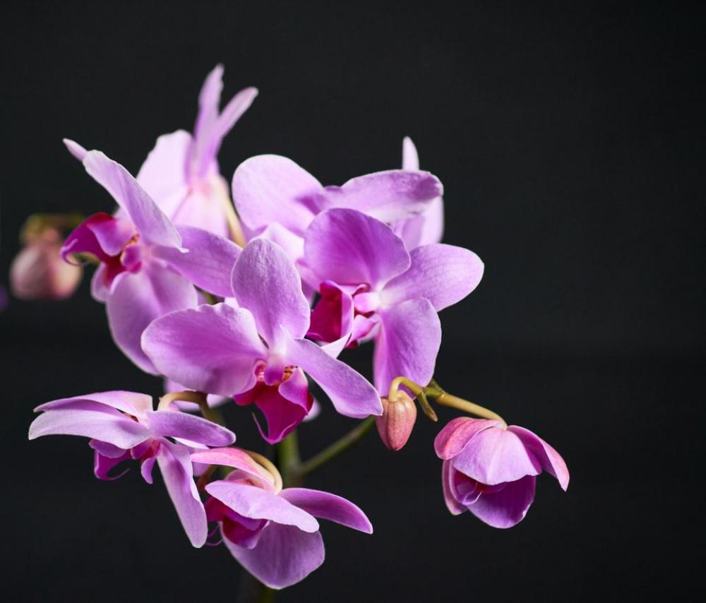 Orchid Purple Flowers Floral Orchid Purple Flowers Floral