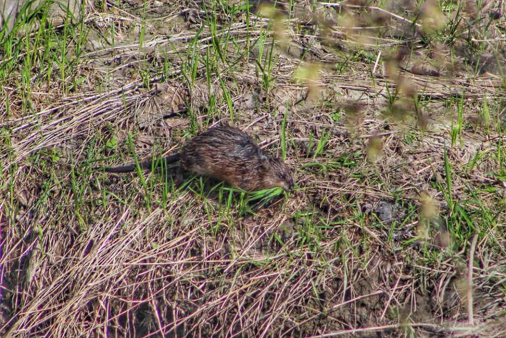 nature animal wildlife rodent rat nature animal wildlife rodent rat