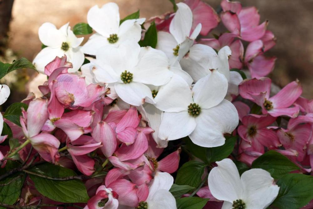 Pink dogwood spring white flower Pink dogwood spring white flower