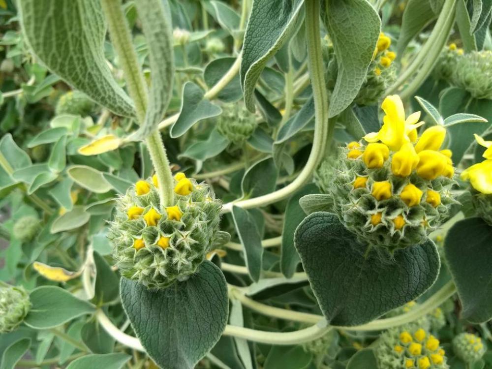 yellow flowers yellow flowers
