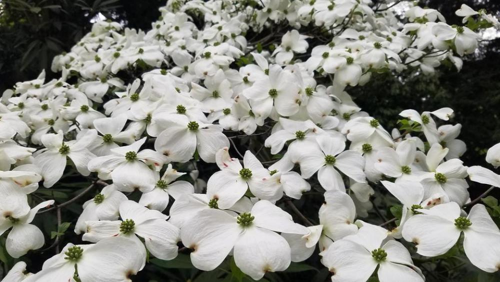 Spring blossom bloom flowers flower floral Spring blossom bloom flowers flower floral