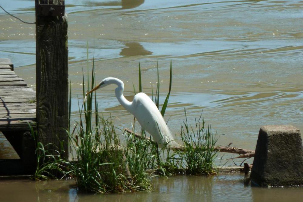 Crane water Bird waterfowl bird nature Crane water Bird waterfowl bird nature