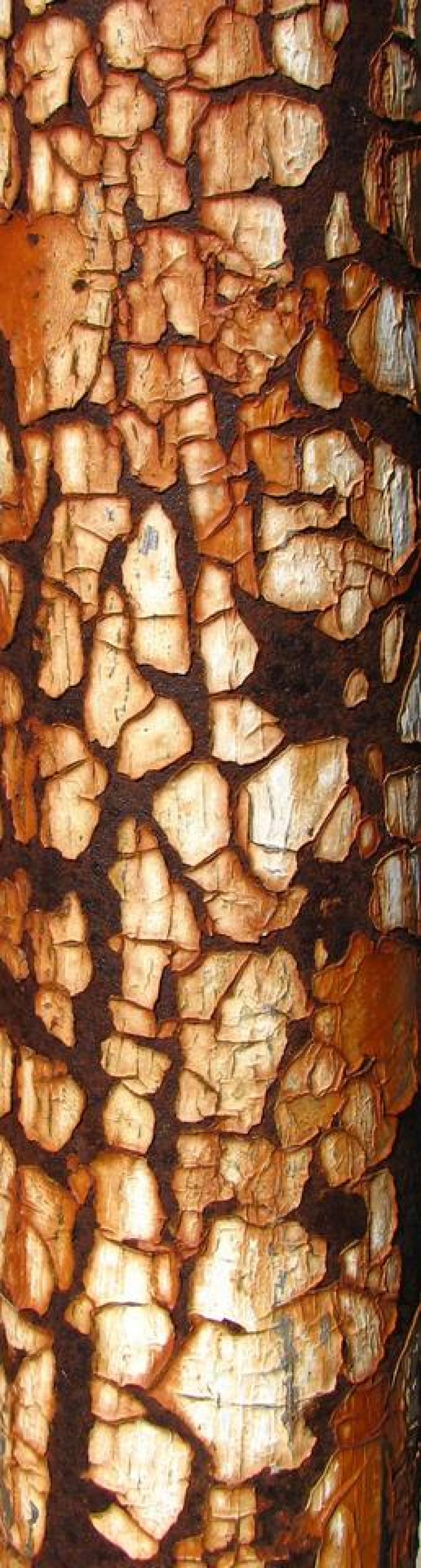 rust rusty rusted pipe peeling rust rusty rusted pipe peeling
