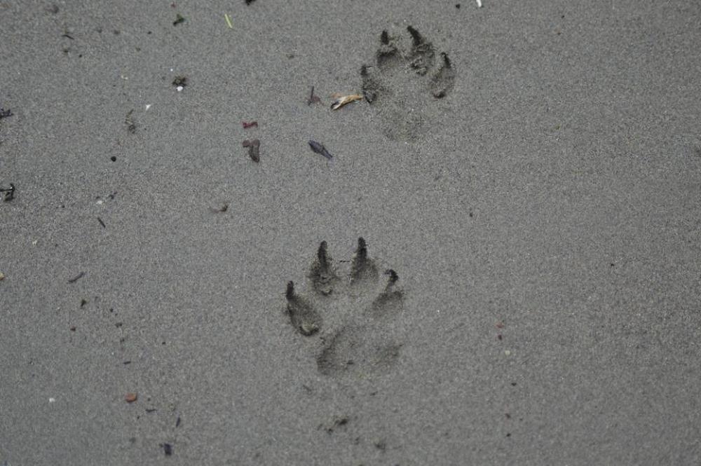 paw prints in the sand dog canine pet animal paw prints in the sand dog canine pet animal