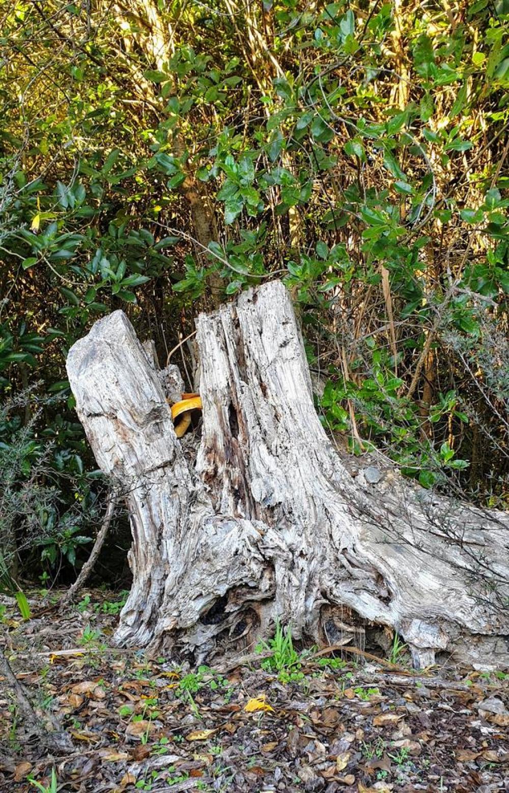 stump tree trees treestump nature stump tree trees treestump nature