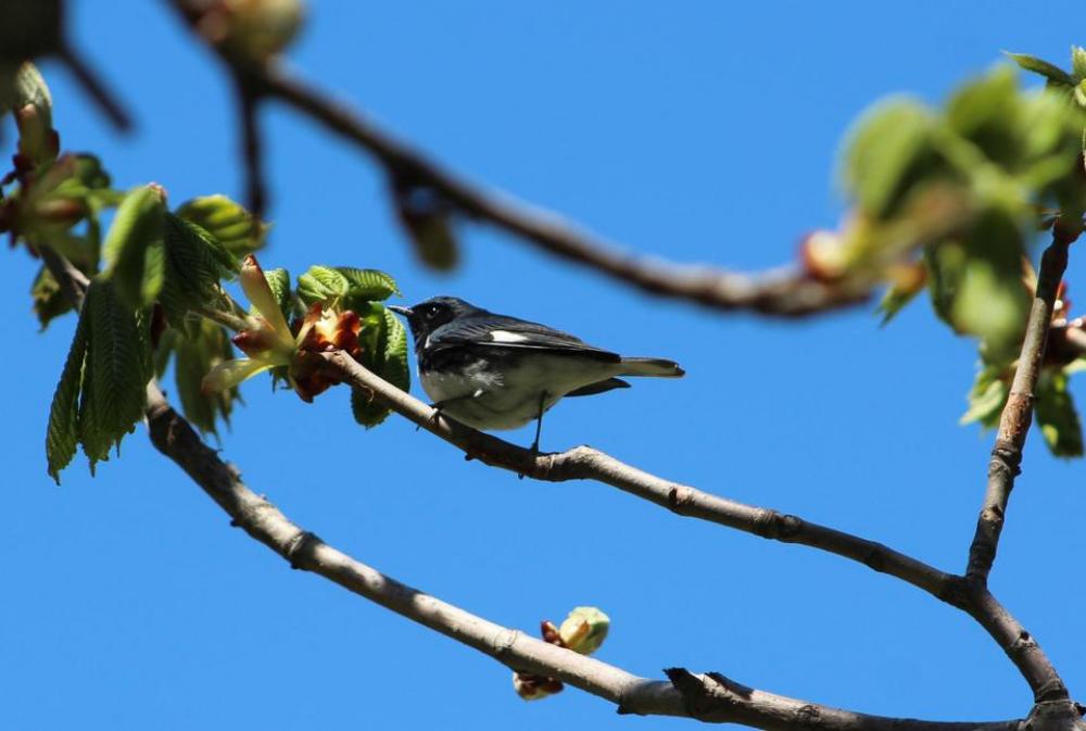 animal wildlife birds warbler blue animal wildlife birds warbler blue