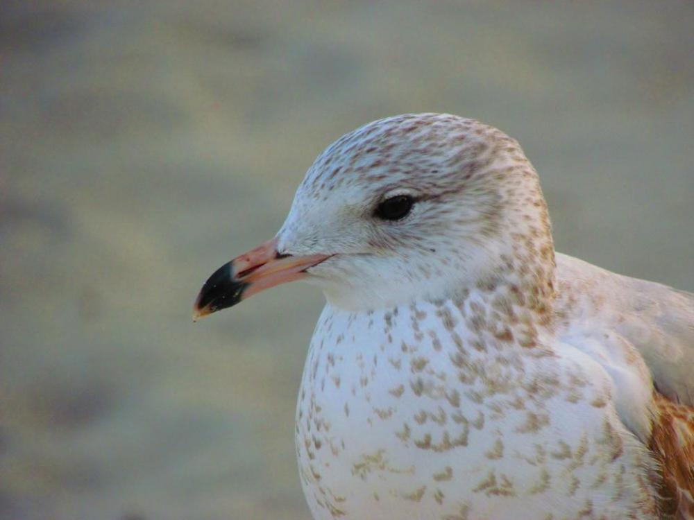 Seagull bird portrait #littlebirdies Seagull bird portrait #littlebirdies