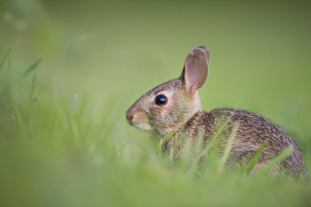 Adorable Rabbit Bunny Animal Cute Grass Nature Adorable Rabbit Bunny Animal Cute Grass Nature