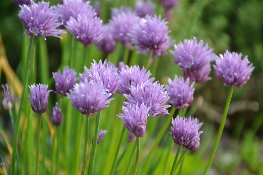 Allium Herb Allium Schoenoprasum Plant Chives Allium Herb Allium Schoenoprasum Plant Chives