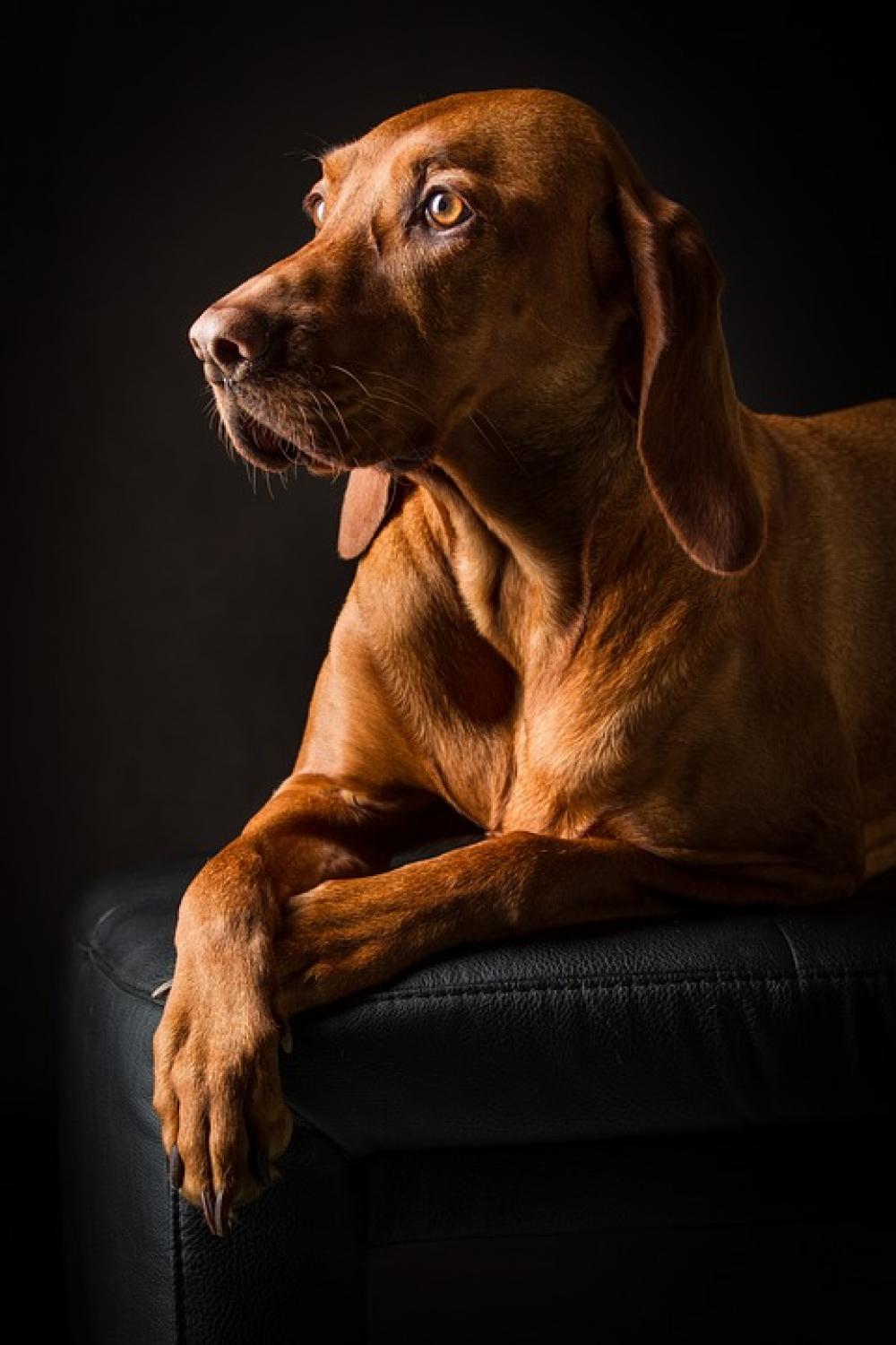 Animal Dog Pet Portrait Brown Cute Purebred Dog Animal Dog Pet Portrait Brown Cute Purebred Dog
