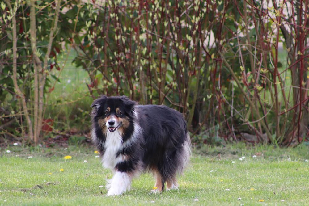 Australian Shepherd Berger Race Animal Coat White Australian Shepherd Berger Race Animal Coat White