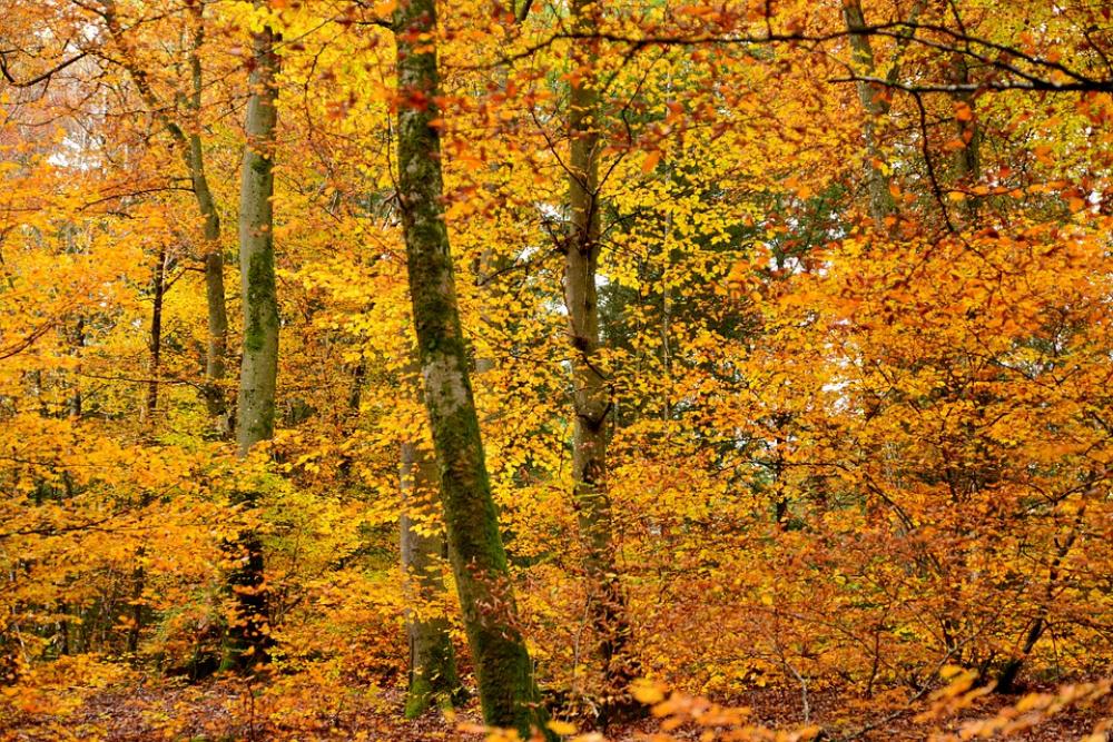 Autumn Golden Yellow Leaves Fall Colors Autumn Golden Yellow Leaves Fall Colors