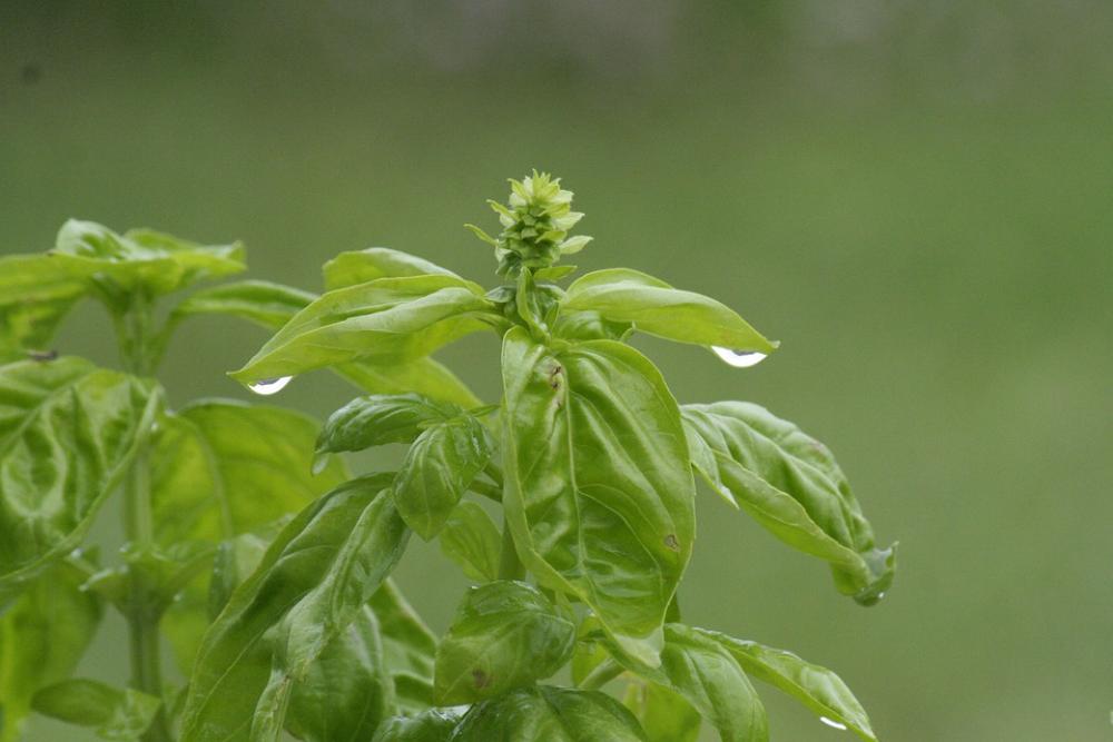 Basil Plant Green Herb Herbs Fresh Grow Pesto Basil Plant Green Herb Herbs Fresh Grow Pesto