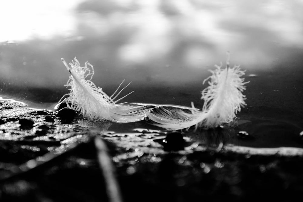 Beauty Nature Feathers Swan Beauty Nature Feathers Swan