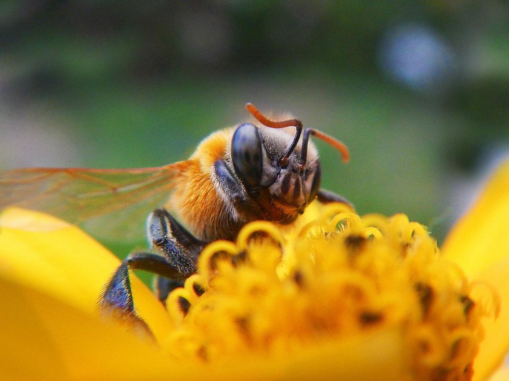 Bee Pollen Pollination Nectar Flower Garden Bee Pollen Pollination Nectar Flower Garden