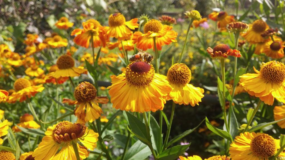 Bee Flowers Insect Flower Spring Bee Flowers Insect Flower Spring